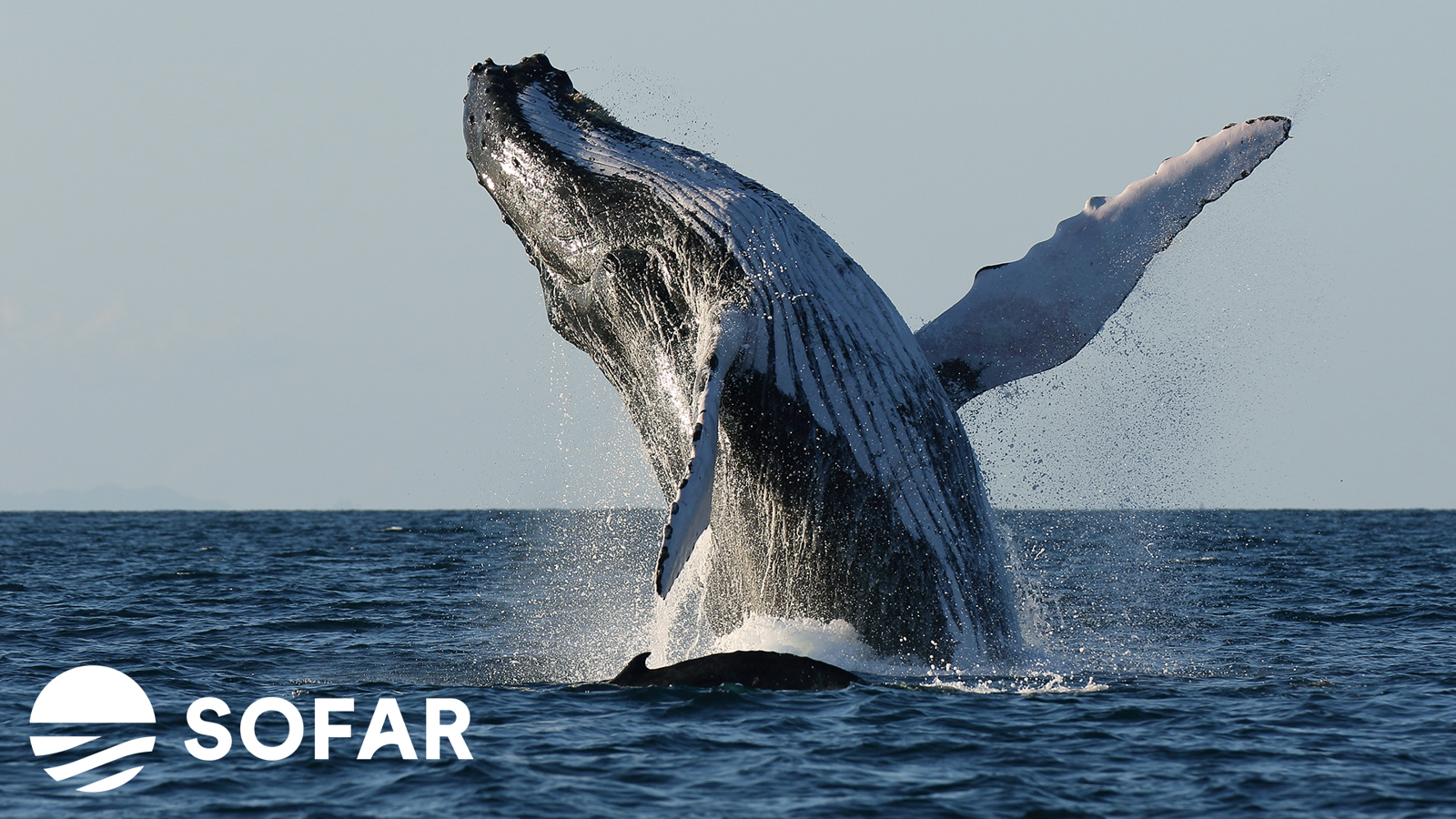 Whale surfacing