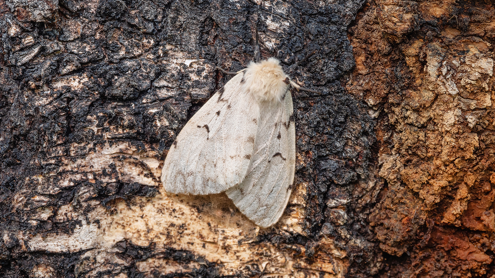 Gypsy moth