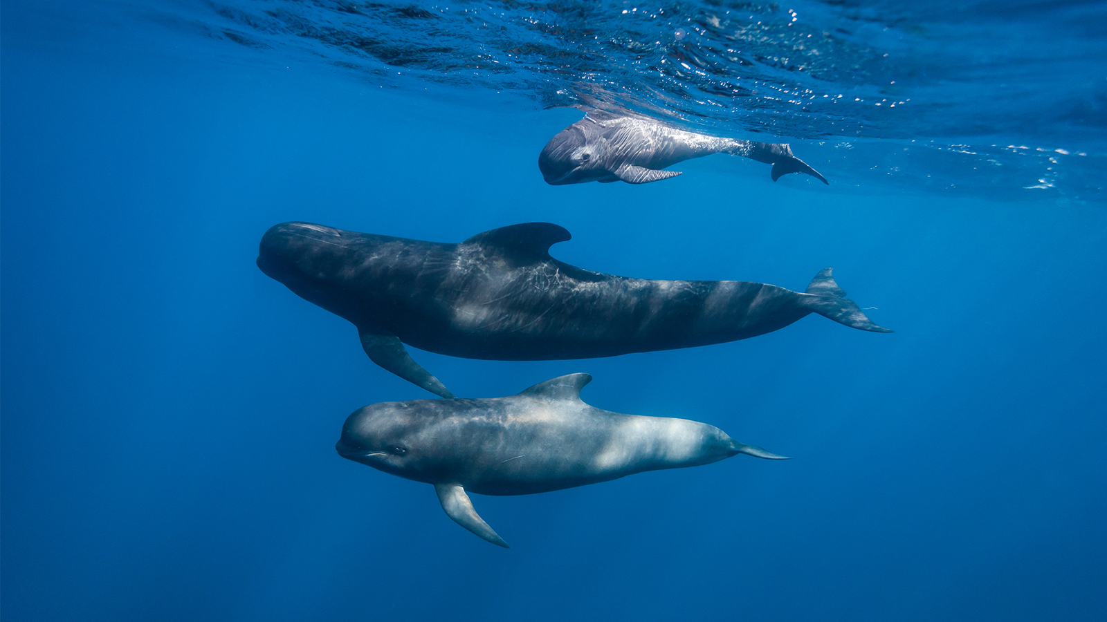 Whales