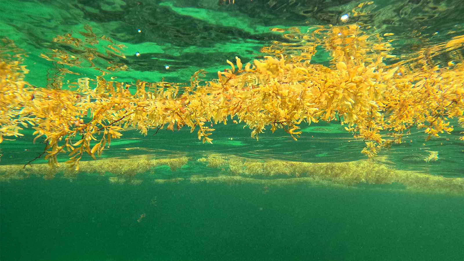 Seaweed at water level