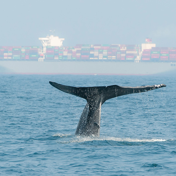 Whale001 960X540