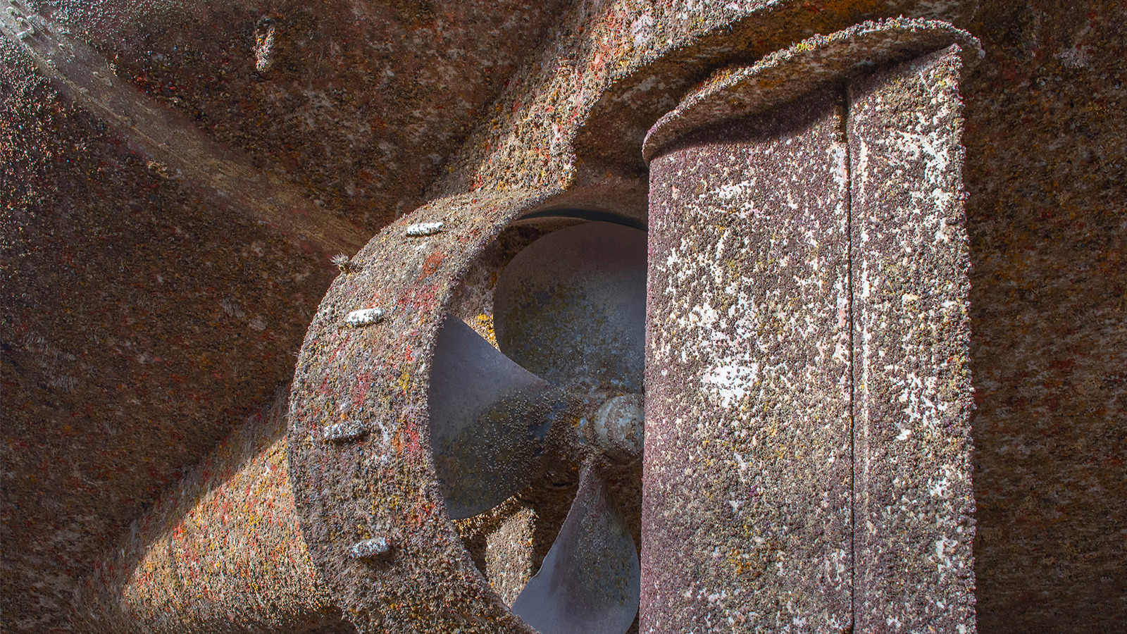 Biofouling 001