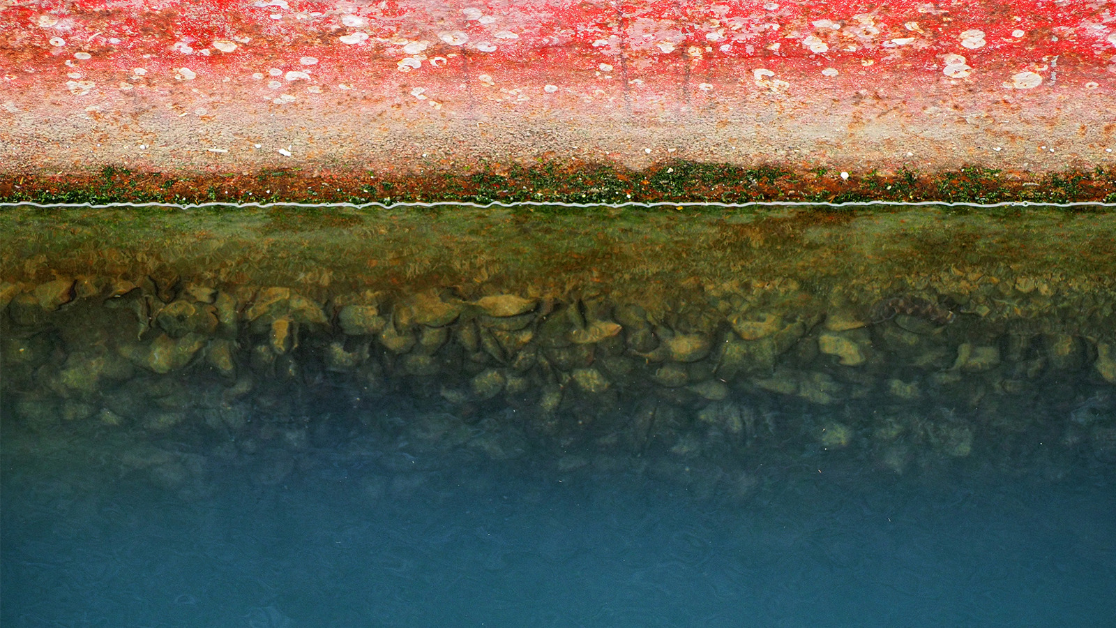 Biofouling 